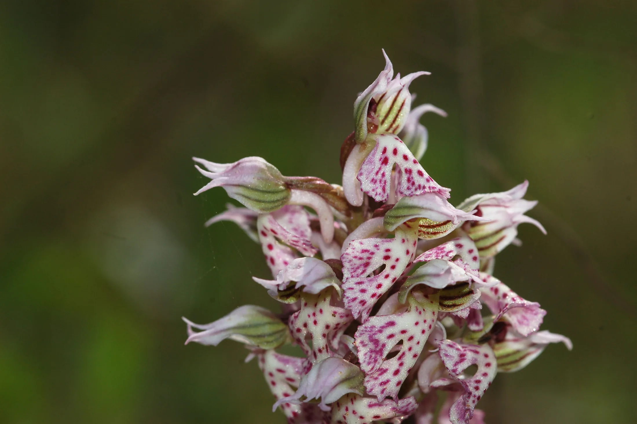 Orchids 3